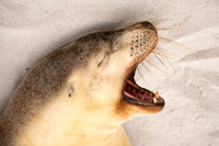 Australian sea lion yawning
