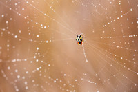 Jewel Spider and web
