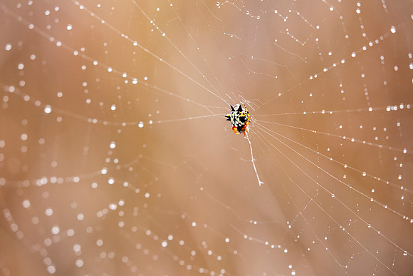 Jewel Spider and web