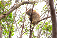 Koala checking us out from the tree (2)