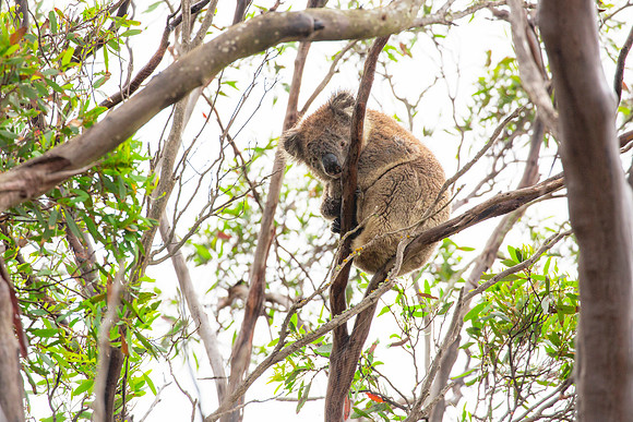 Koala checking us out from the tree (2)