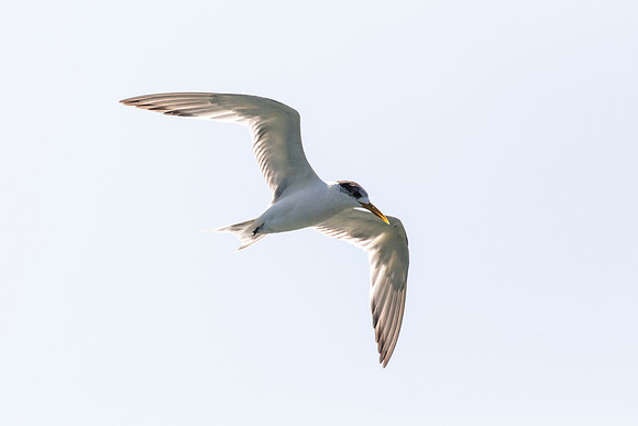 Arctic Tern in flight - Sterna paradisaea