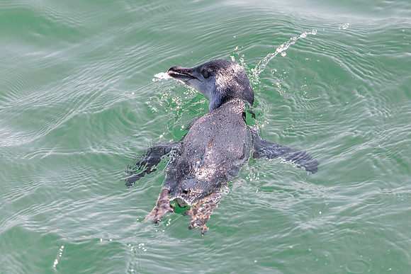 Fishing Fairy Penguin - Eudyptula minor