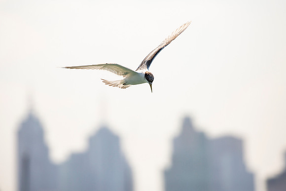 Arctic Tern (Sterna paradisaea) with Melbourne Skyline
