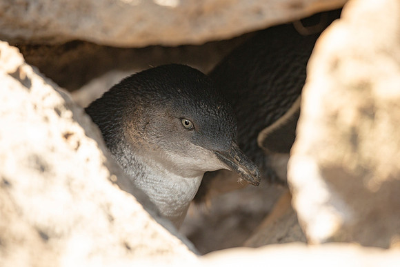 Fairy penguin - Eudyptula minor