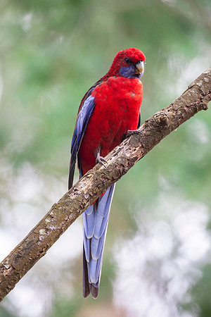 Crimson Rosella Parrot - Platycercus elegans (portrait)