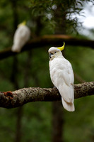 Sulphur-crested cockatoo - Cacatua galerita (portrait)