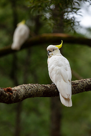 Sulphur-crested cockatoo - Cacatua galerita (portrait)