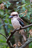 Laughing Kookaburra - Dacelo novaeguineae(2)