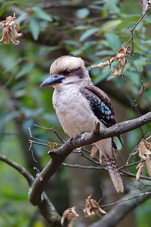Laughing Kookaburra - Dacelo novaeguineae(2)