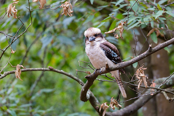 Laughing Kookaburra - Dacelo novaeguineae