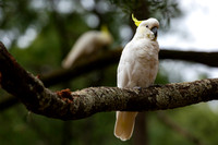 Sulphur-crested cockatoo - Cacatua galerita