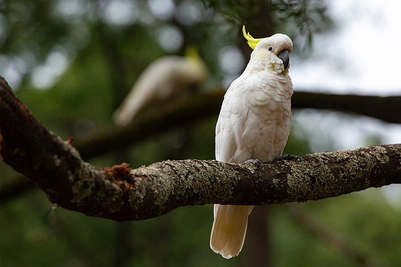 Sulphur-crested cockatoo - Cacatua galerita