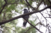 Pied Currawong (2) - Strepera graculina