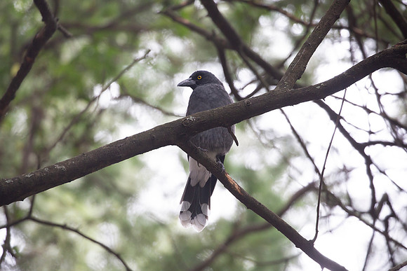 Pied Currawong (2) - Strepera graculina