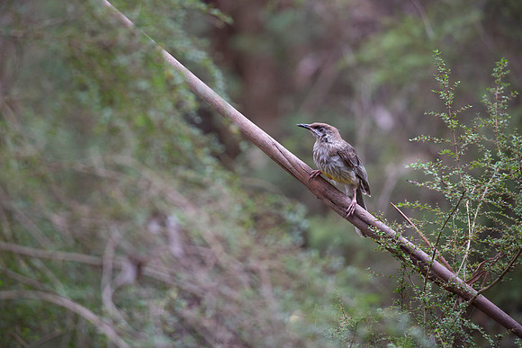 Yellow wattlebird - Anthochaera paradoxa