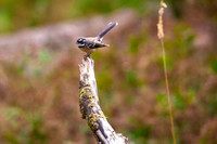 Grey Fantail - Rhipidura albiscapa