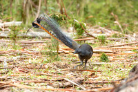 Superb Lyre Bird