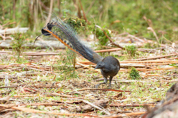 Superb Lyre Bird