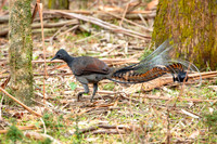 Superb lyrebird - Menura novaehollandiae