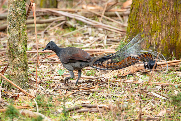 Superb lyrebird - Menura novaehollandiae