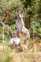 Grey Kangaroo in the Dandenongs