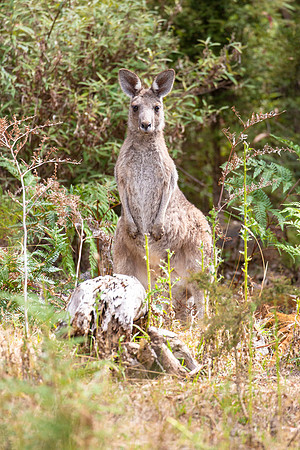 Grey Kangaroo in the Dandenongs