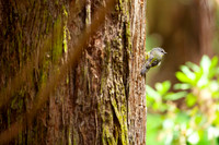 Eastern Yellow Robin - Eopsaltria australis