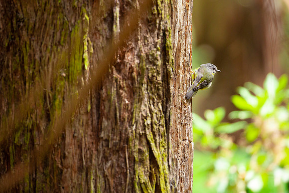 Eastern Yellow Robin - Eopsaltria australis