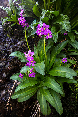 Parry's Primrose - Primula Paryii (2)