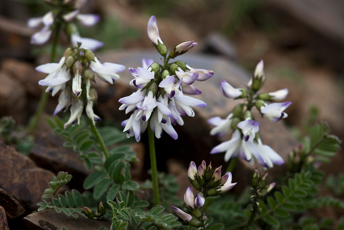 Alpine Milk Vetch - Astragalus alpinus