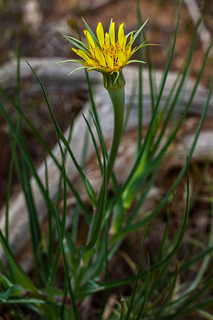 Salsify - Tragopogon dubius