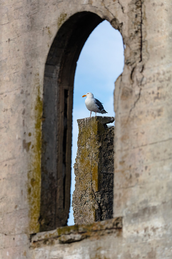 Alcatraz Island