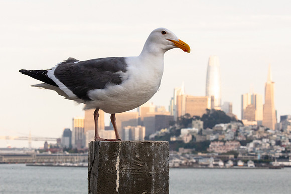 Alcatraz Island 12