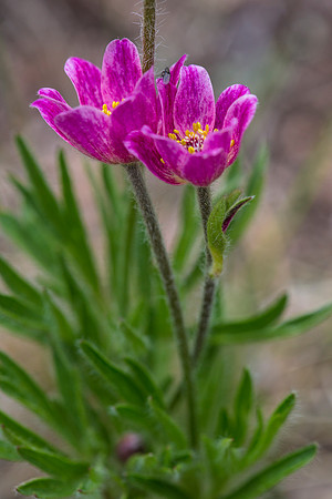 Cutleaf Anemone - Anemone multifida