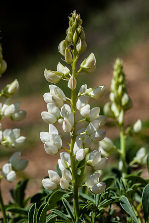 Albino Lupine
