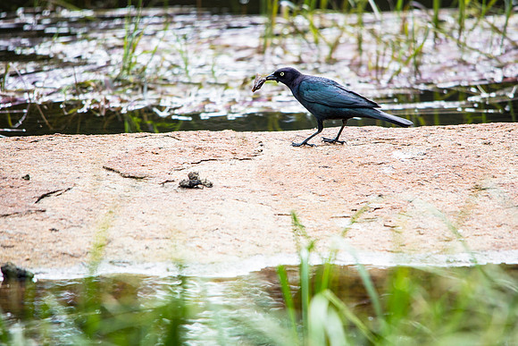 Common Grackle - Quiscalus quiscula