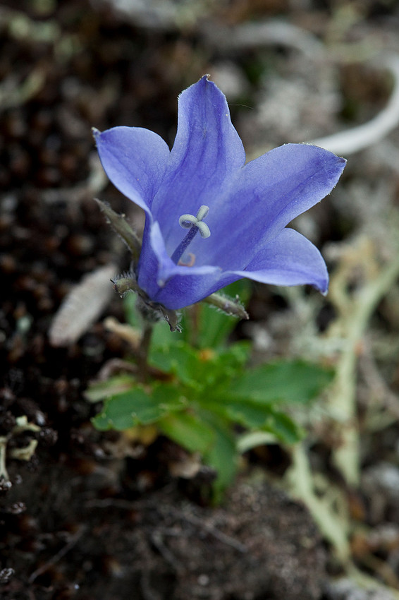 Mountain Harebell - Campanula lasiocarpa