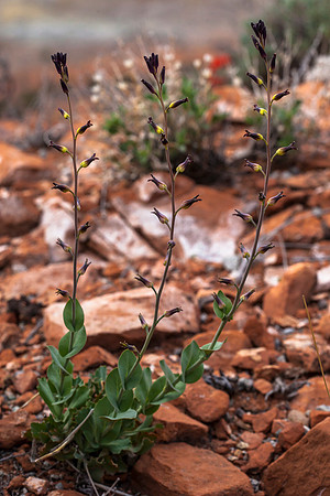 Heartleaf Twistflower - Streptanthus cordatus