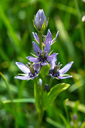 Star Gentian - Swertia perennis