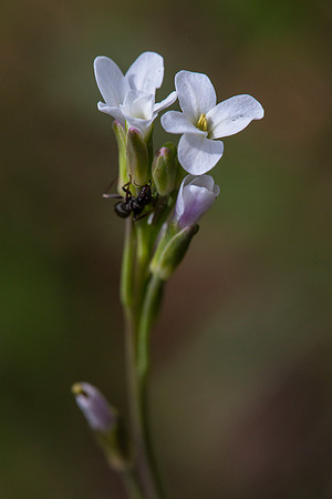 Bittercress - Cardamine sp.
