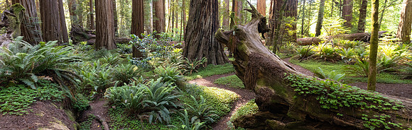Redwoods Blog Banner
