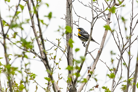 20180527-jwf-0040
