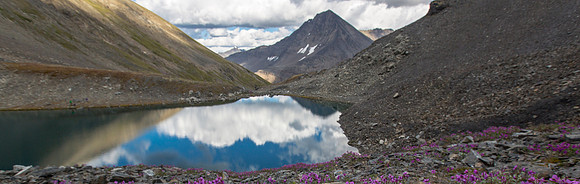 Wildflowers Along Shore of Blog Banner