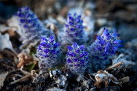 Kitten Tails - Synthyris borealis