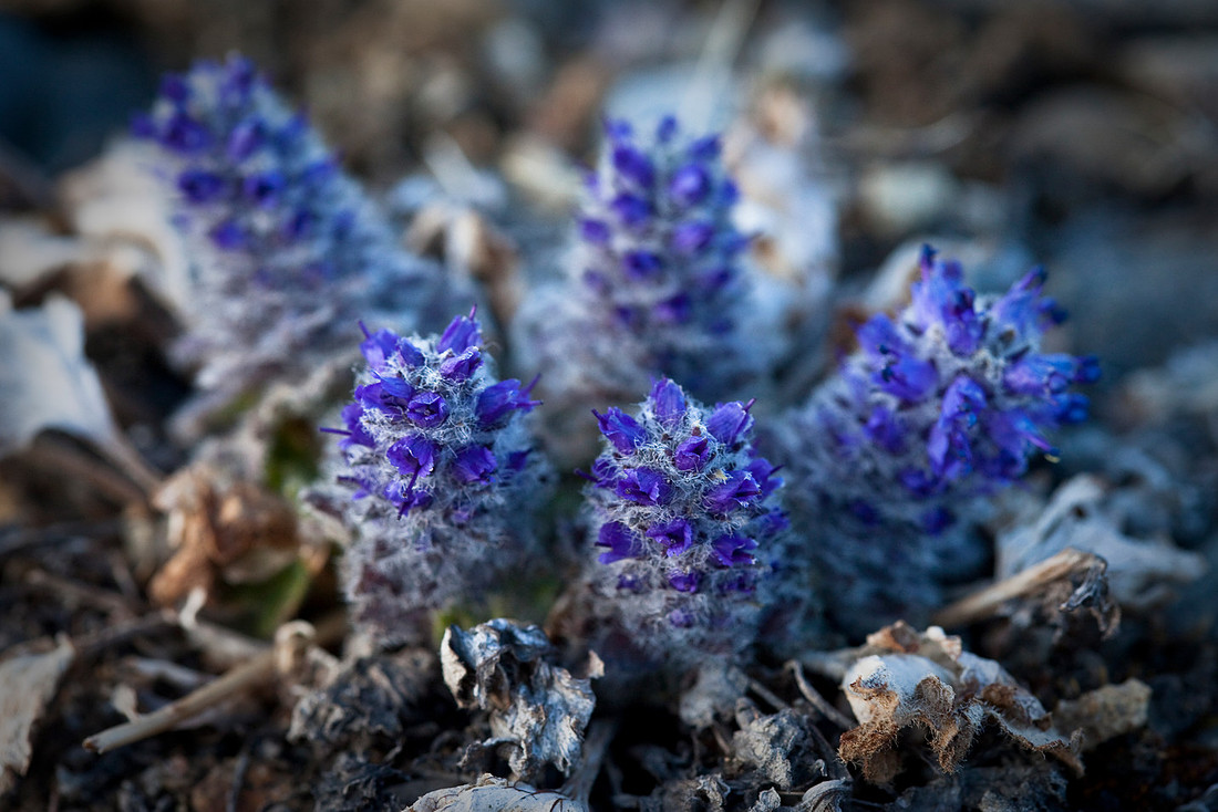 Kitten Tails - Synthyris borealis