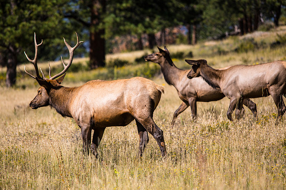 Bull Elk and Harem