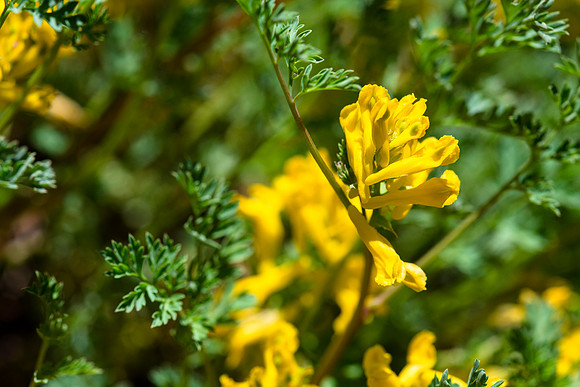 Golden Corydalis - Corydalis aurea