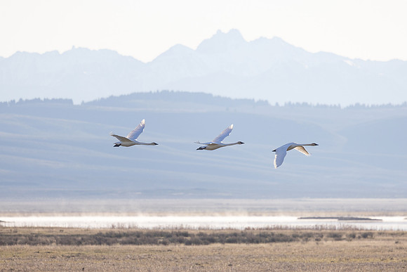 Trumpeter swans in flight over Lower Red Rock lake