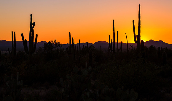 Saguaro Sunset